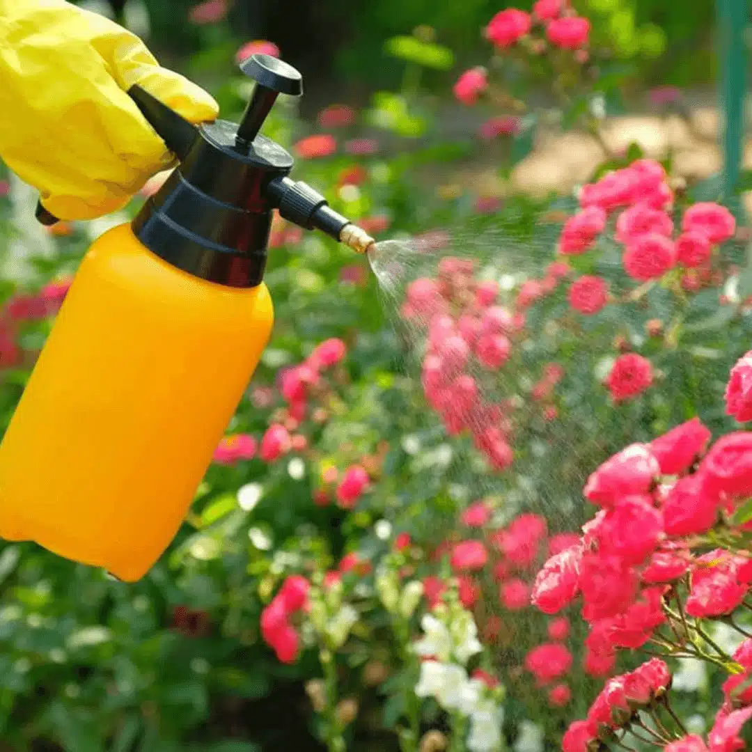 A vibrant rose bush in full bloom, illustrating proper rose bush care.