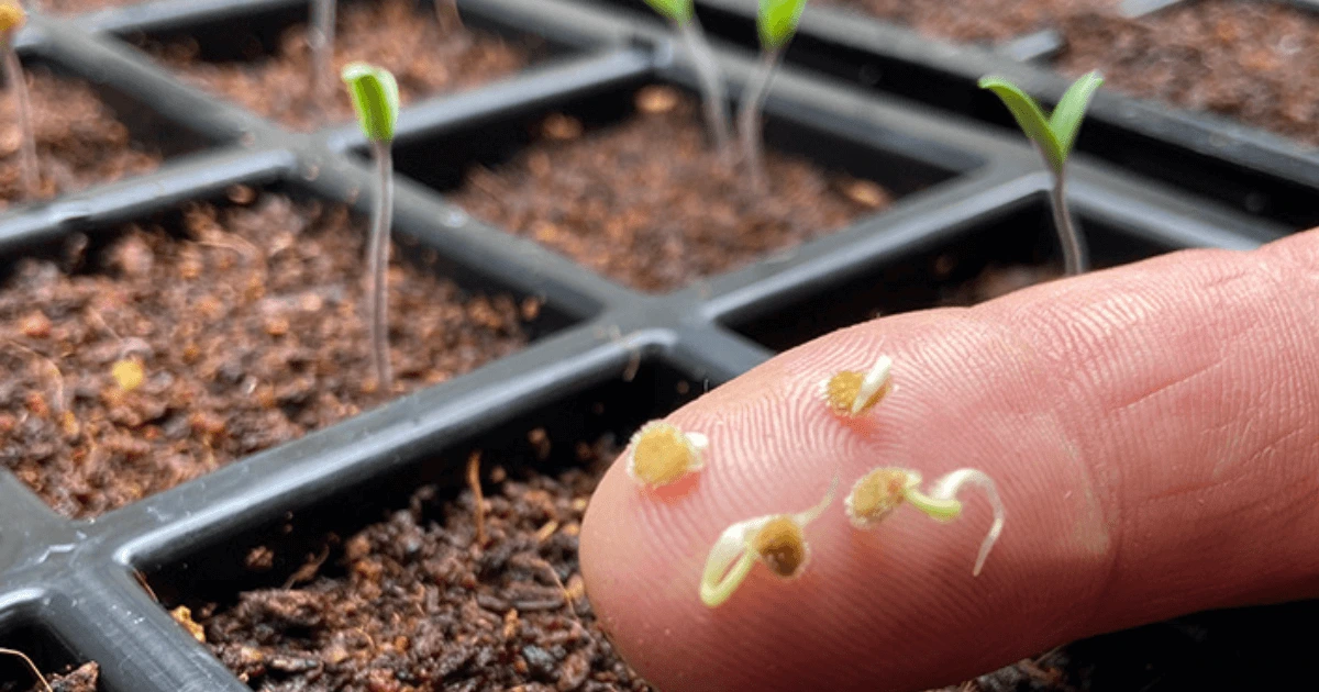 Step-by-step guide on how to grow your own plants from seed for a flourishing garden