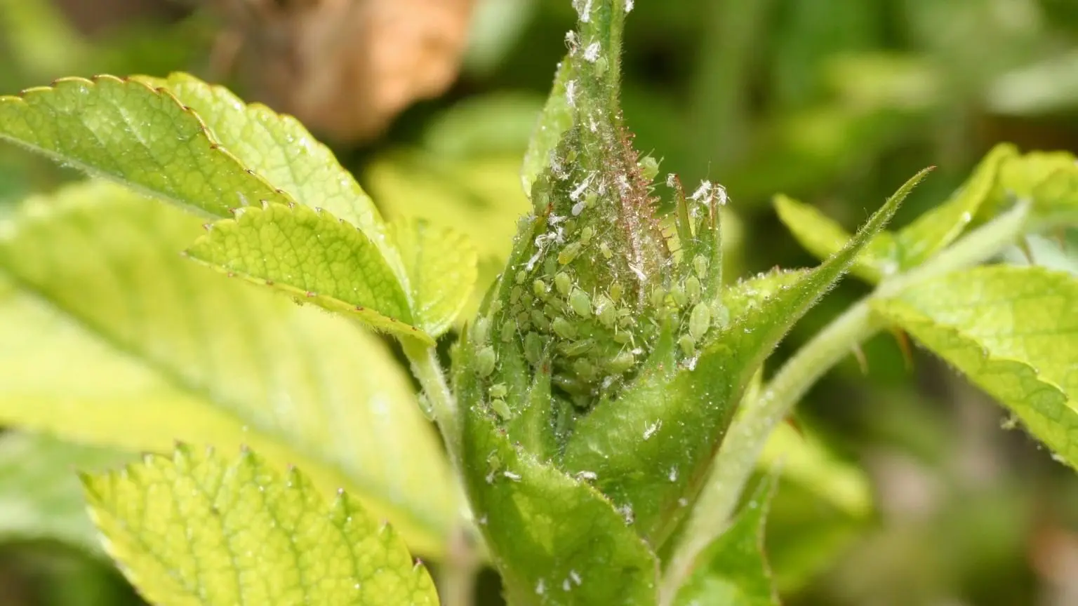 4 Best Tips to get rid of aphids naturally in your garden using eco-friendly methods.