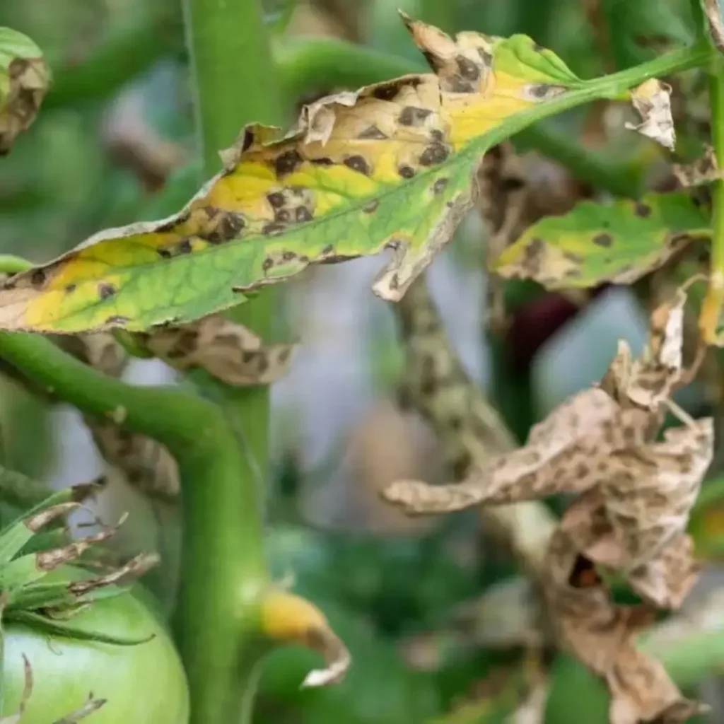Common issues in permaculture gardening like pests, weeds, and yellow leaves