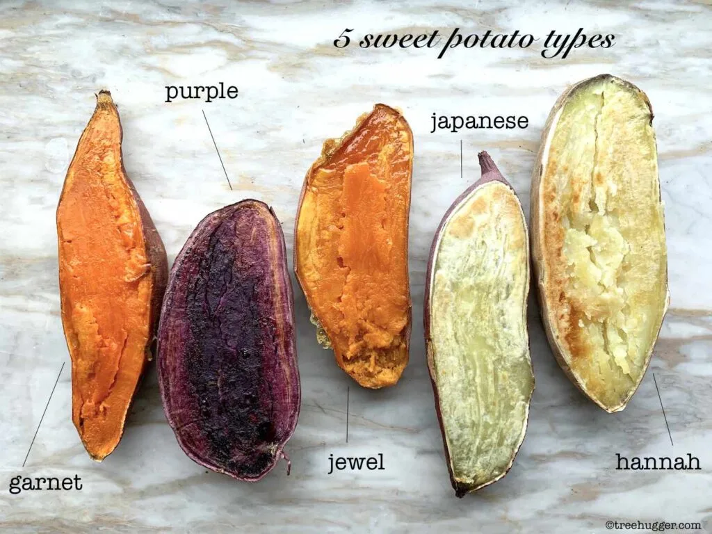 Sliced sweet potatoes showing orange, white, and purple flesh varieties