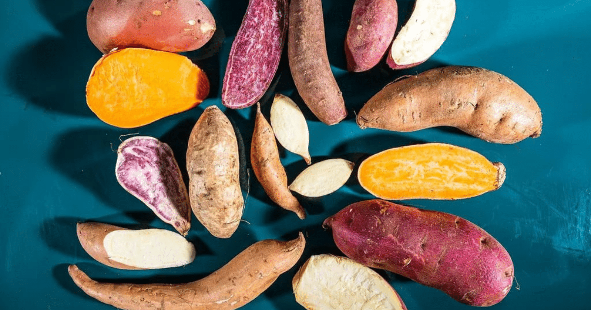 Different types of sweet potatoes on a rustic table with garden tools