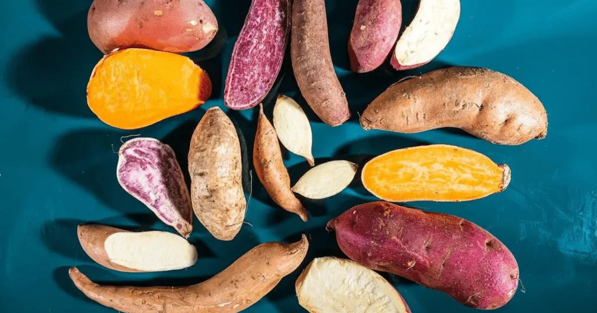 Different types of sweet potatoes on a rustic table with garden tools