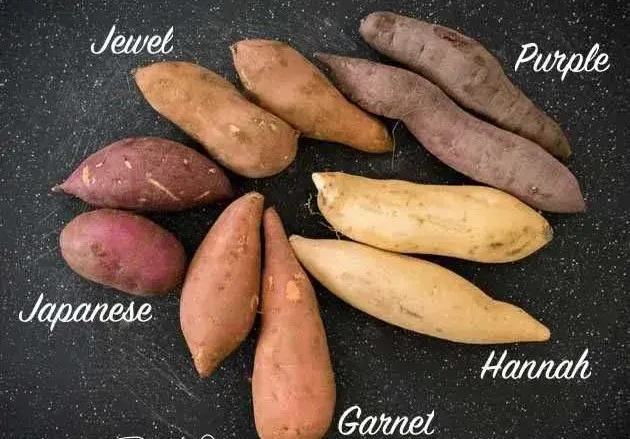 A variety of sweet potatoes including orange, white, and purple types displayed in a rustic basket